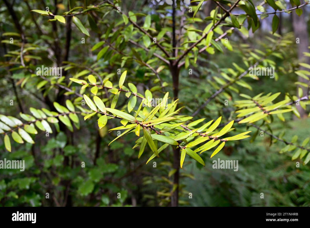 Ein Ricker, Baby Kauri Baum, etwa 30 Jahre alt, im Glenfern Bird Santuary, Great Barrier Island, Neuseeland. Stockfoto