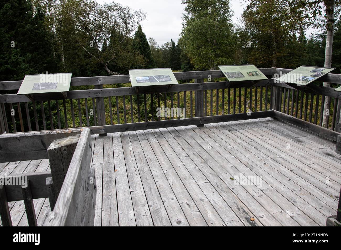 Walddemonstrationsfläche im Terra Nova National Park in Glovertown, Neufundland und Labrador, Kanada Stockfoto