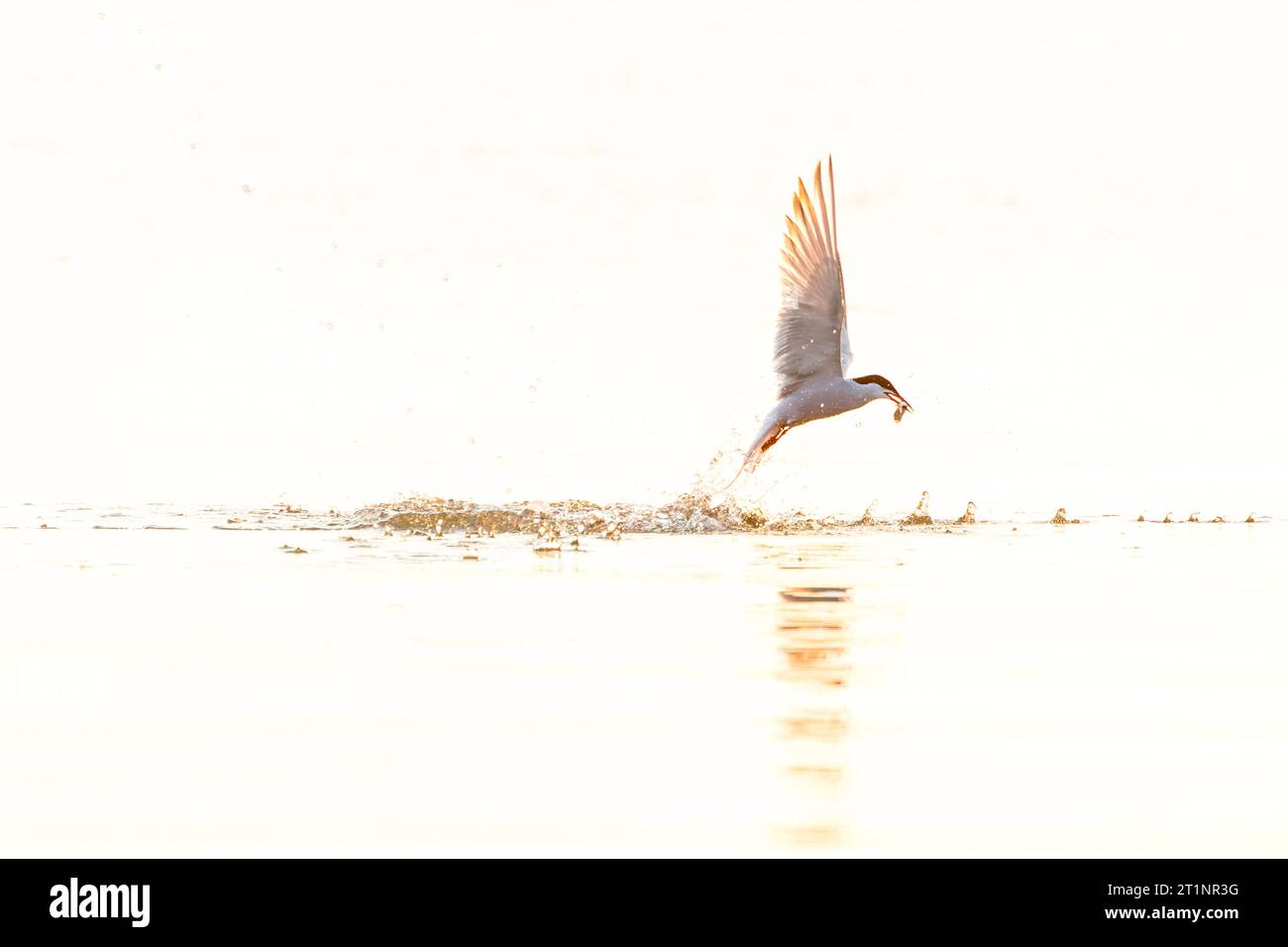 Erwachsener Common Tern, Sterna hirundo, im Flug. Angeln im alten Rhein-Outlet in der Nordsee in Katwijk, Niederlande. Stockfoto