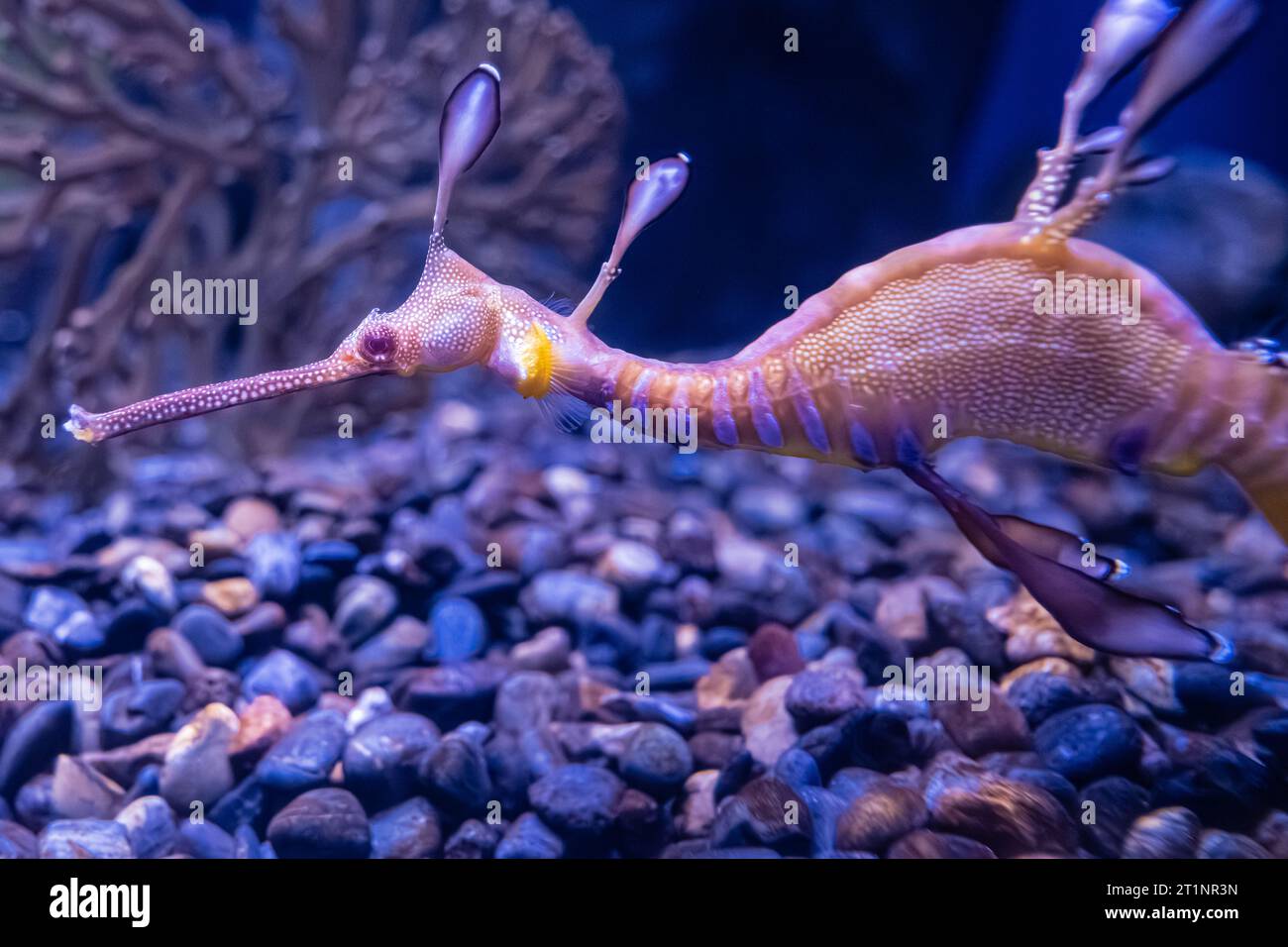 Weedy Sea Dragon (Phyllopteryx taeniolatus) am Georgia Aquarium in der Innenstadt von Atlanta, Georgia. (USA) Stockfoto