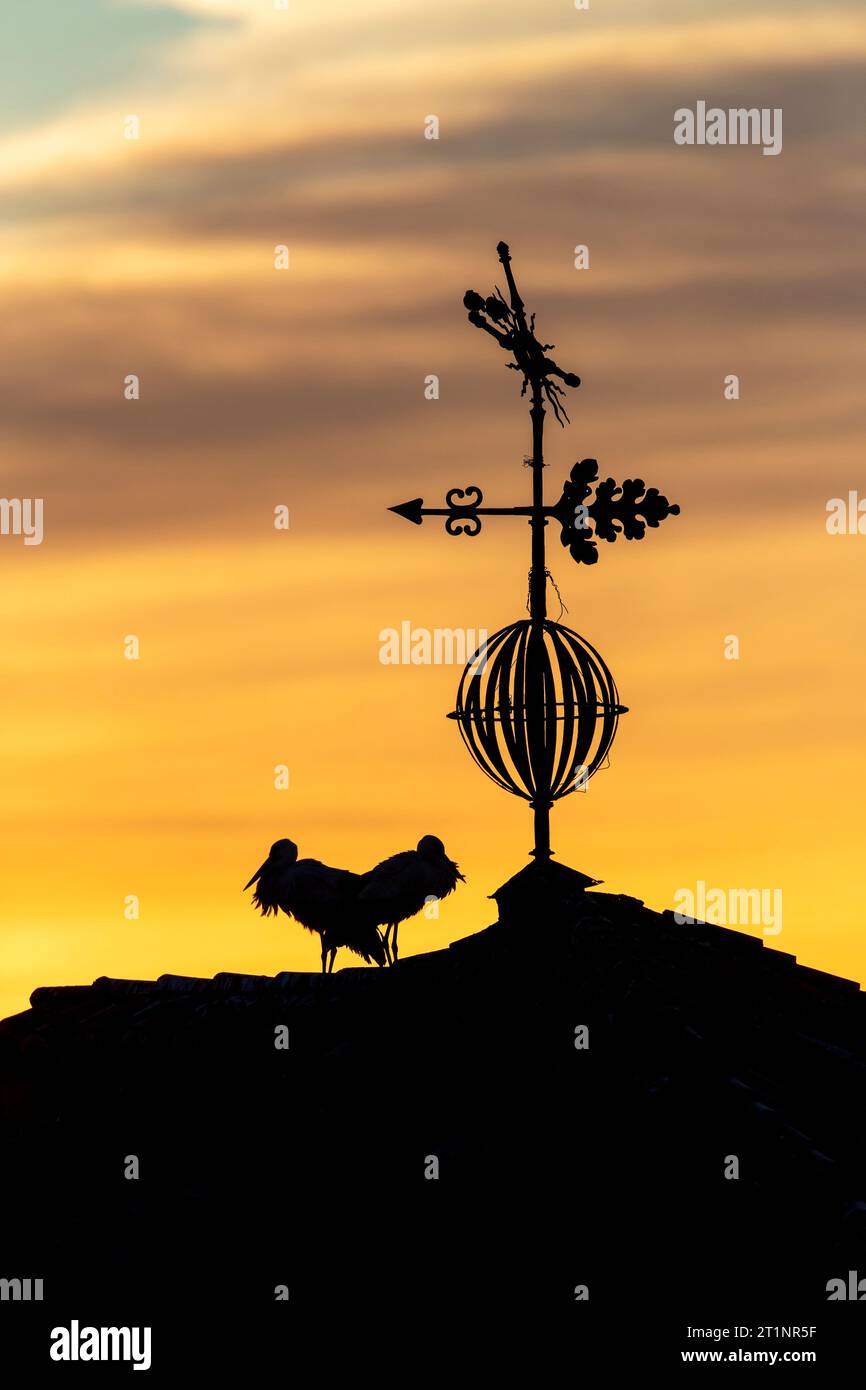 Weißstorch (Ciconia ciconia) in Trujillo, Extremadura, Spanien. Stockfoto