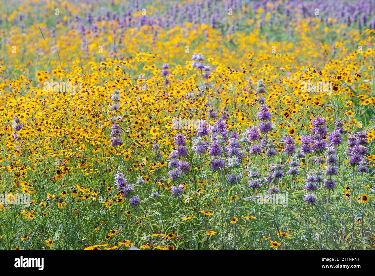 In Austin, Texas, sprudelnde Wildblumen in bunten Farben des Frühlings Stockfoto