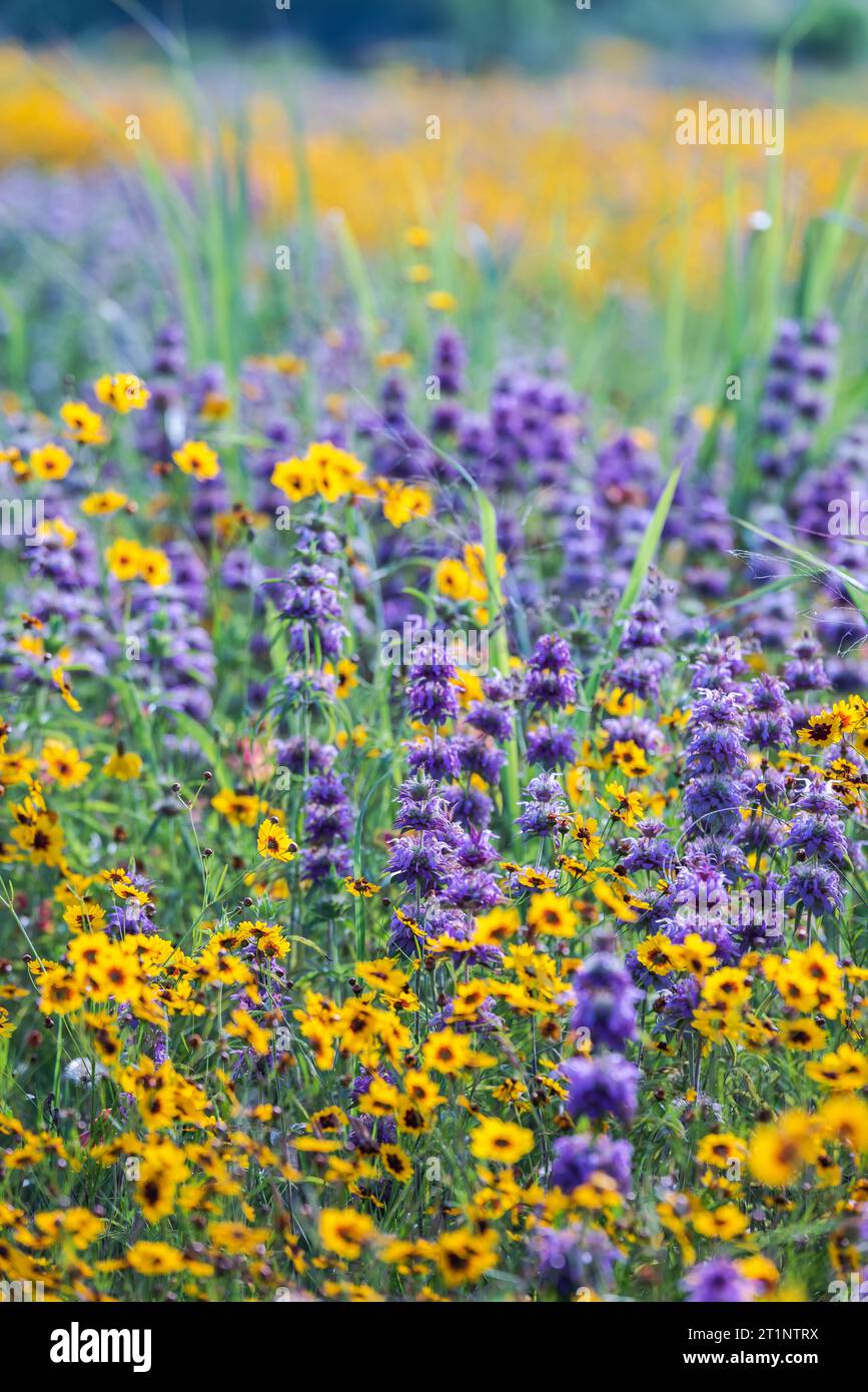 Farbenfrohe Frühlingsblumen bedeckten die Straßen und öffentlichen Bereiche in Austin, Texas, Amerika. Stockfoto