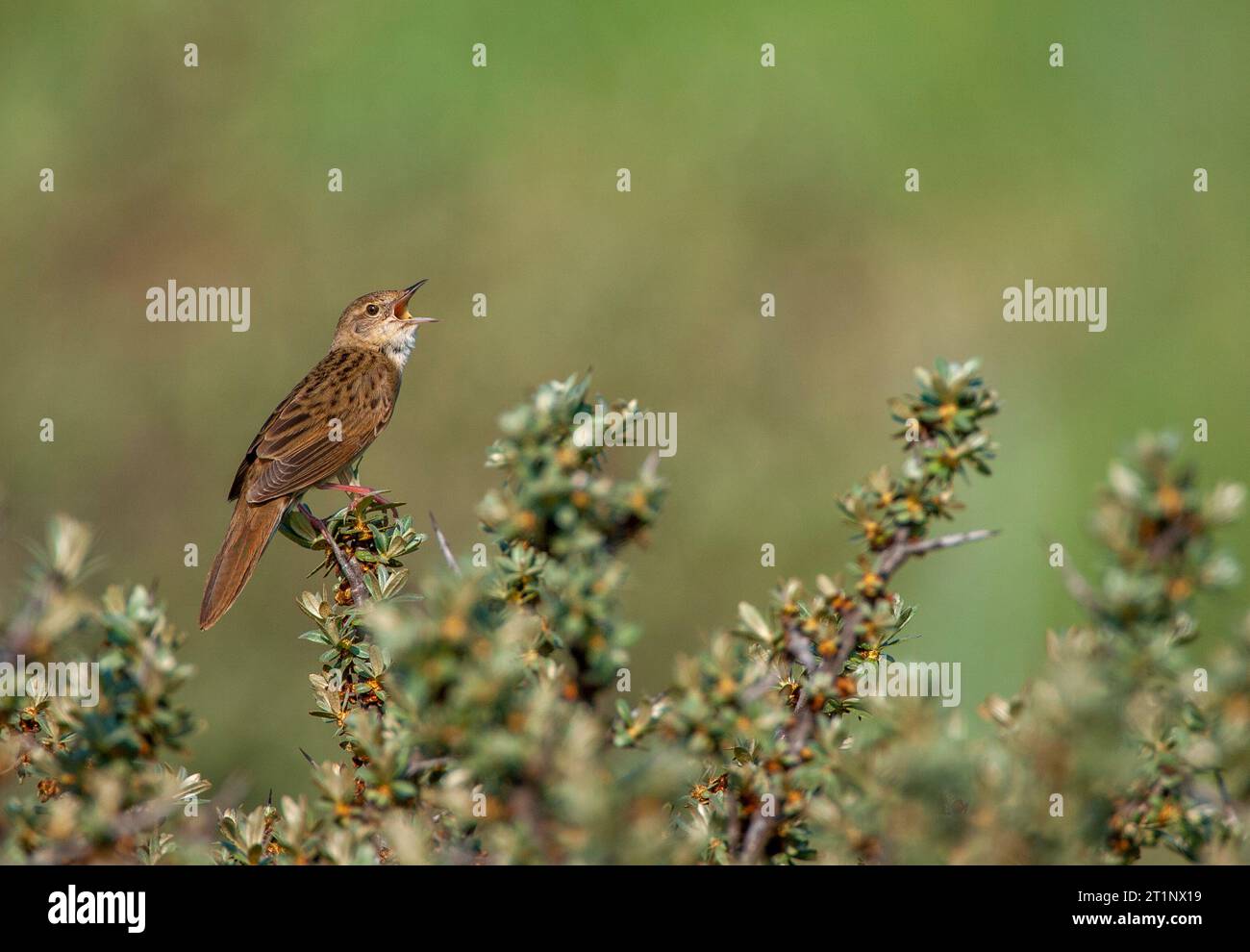 Common Grasshopper Warbler (Locustella naevia) in den Dünen von Katwijk, Niederlande. Stockfoto