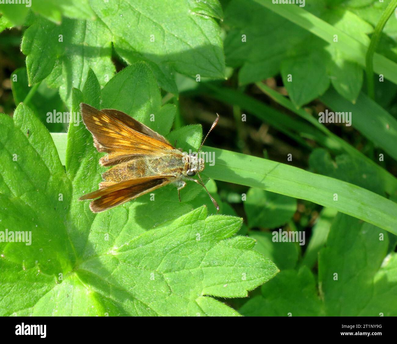 Large Skipper, Ochlodes sylvanus, entlang des GR 65, Via Podiensis, Frankreich. Stockfoto