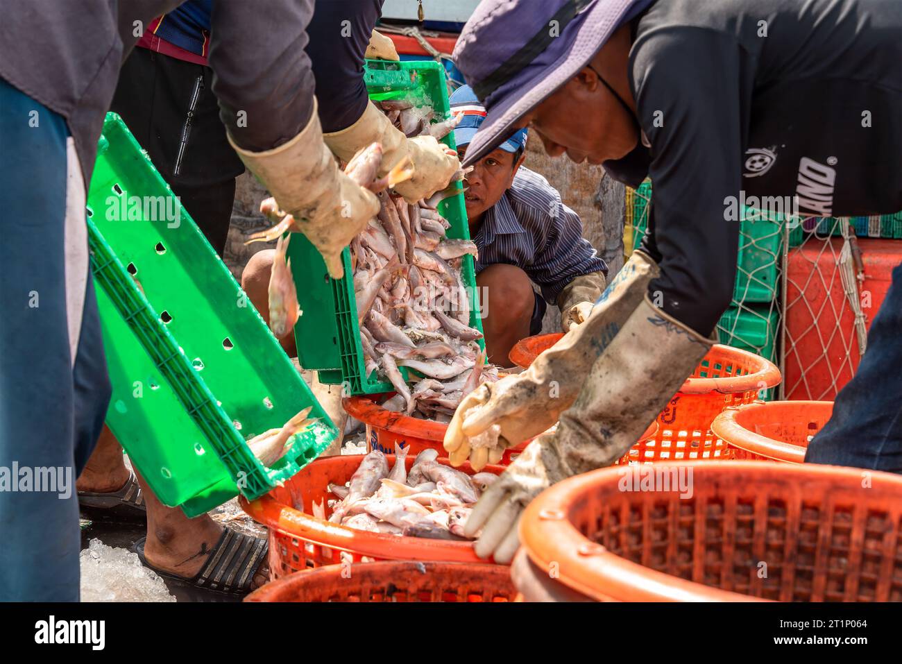 Samaesan Fischerdorf, Thailand, 1. September 2023: Arbeiter gießen mit zerstoßenem Eis bedeckten Fisch in die Orangenkörbe des potenziellen Käufers. Stockfoto