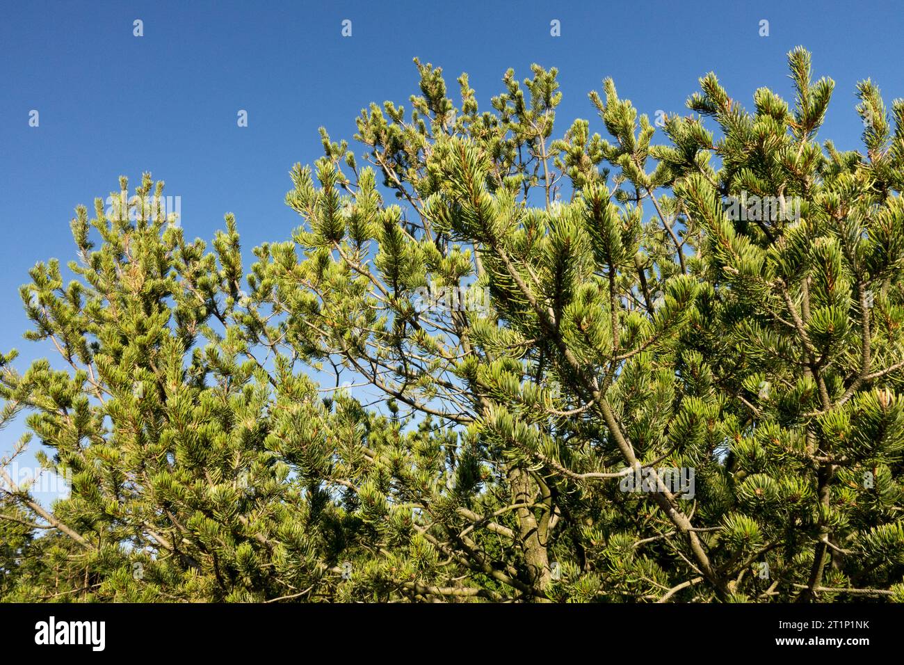 Two-Nadel-Kiefer, Colorado Pinyon-Kiefer, Pinus edulis, Pinyon-Kiefer, Baum, Verzweigungen Stockfoto
