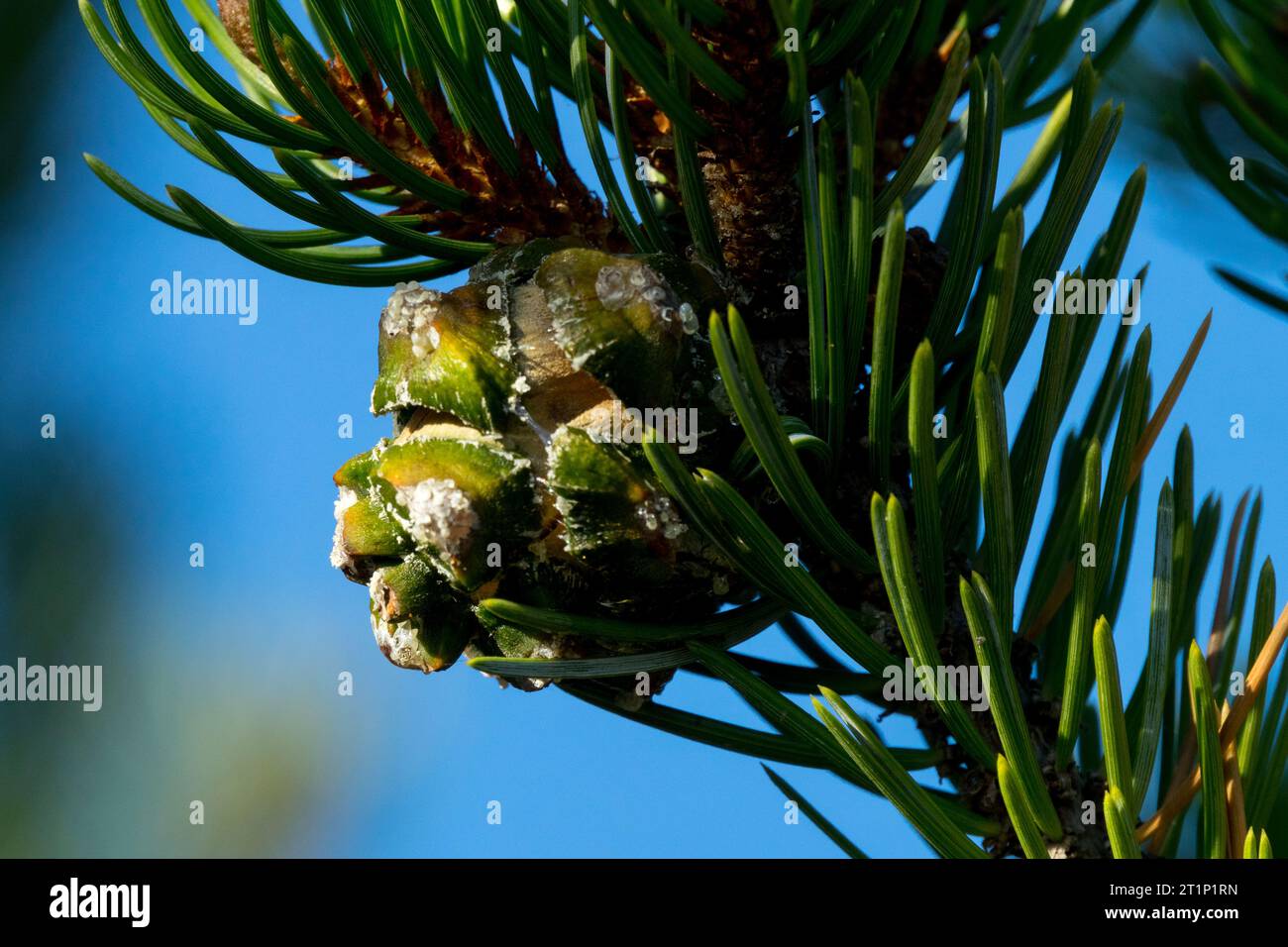 Zweiadrige Pinonkiefer, Kegel, Pinus edulis, Nadeln, Zweig, Pinyon Pine, Colorado Pinyon Pine Stockfoto