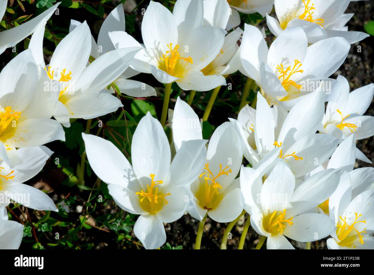 Weiß, Blumen, Herbst, Krokusse, Zoll, Garten Stockfoto