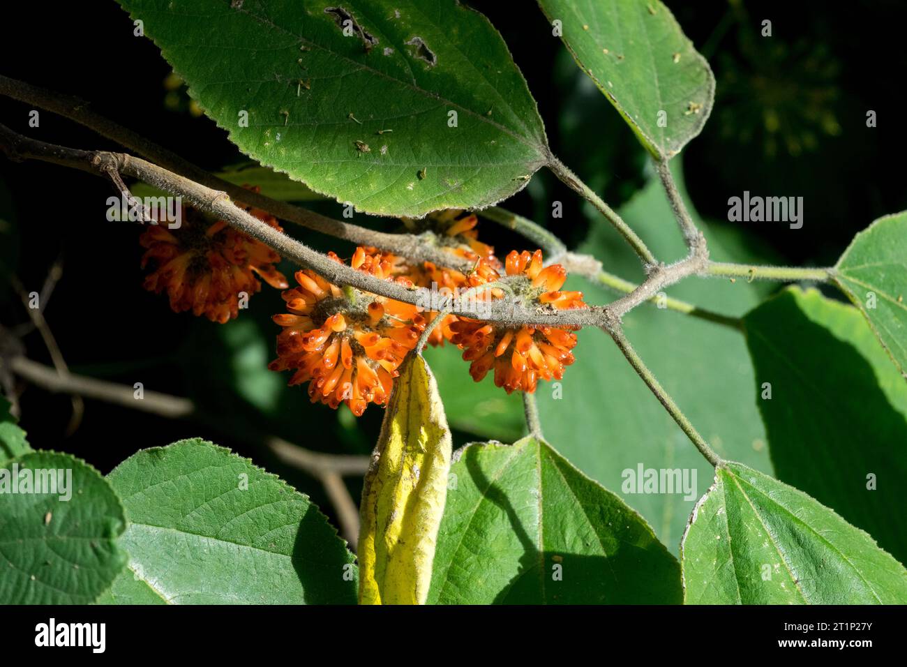 Exotisch, Früchte, reif, auf, Zweig, Papier Maulbeere, Broussonetia Papyrifera, essbar, Obst Stockfoto