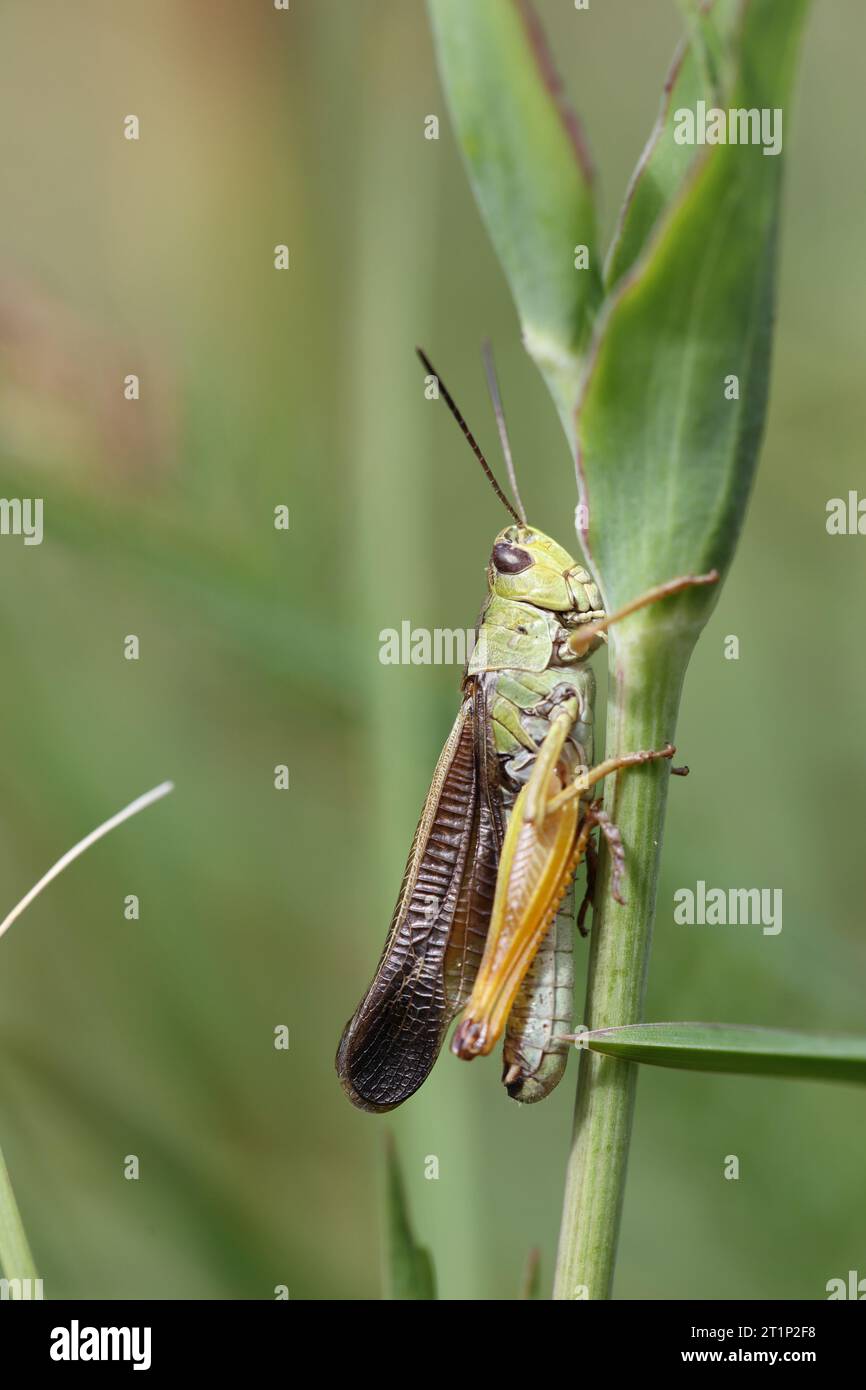 Schöne farbige große Sumpfgrasschrecken im Gras Stockfoto