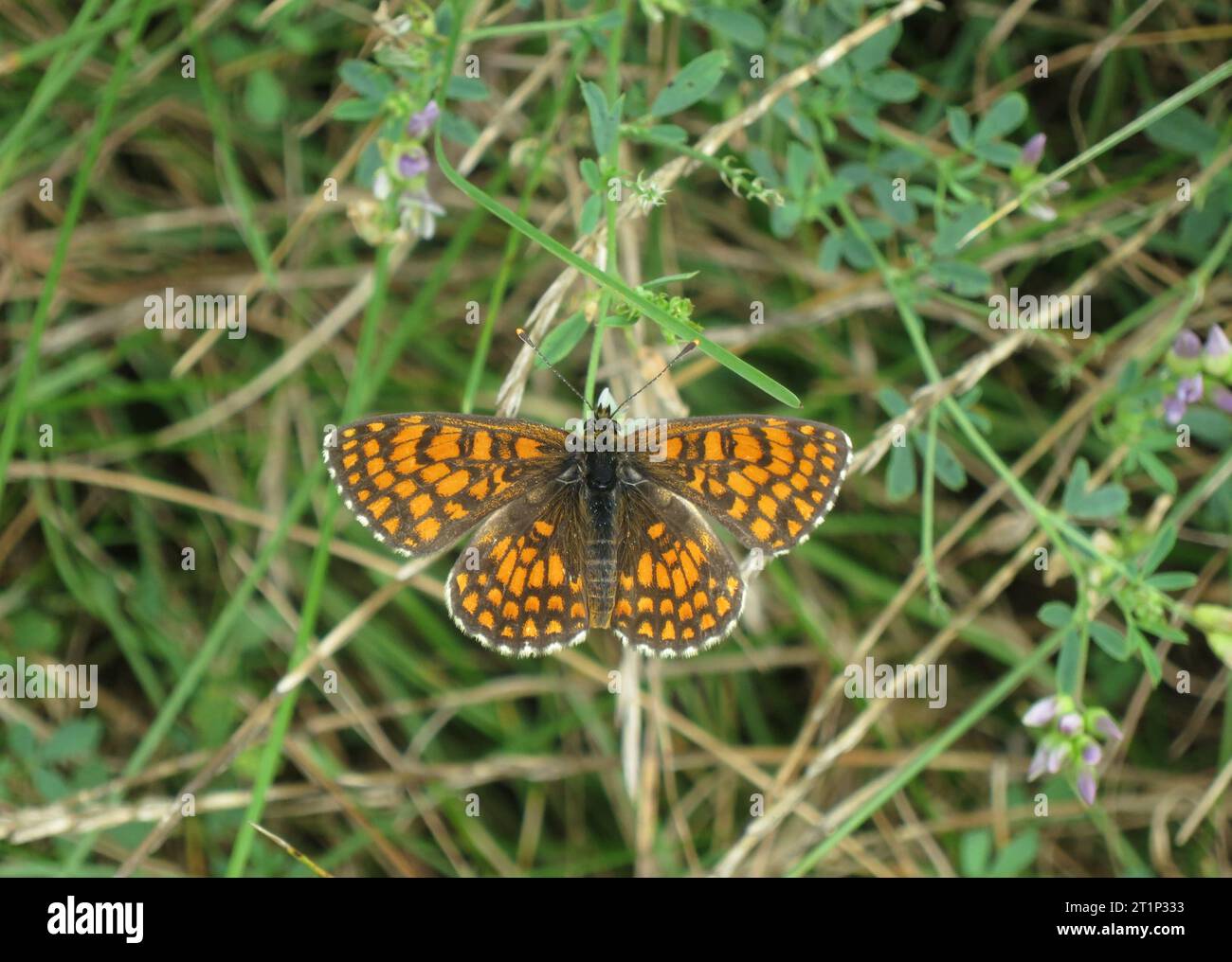 Heath Fritillary, Melitaea athalia, entlang des GR 65, Via Podiensis, in Frankreich. Stockfoto