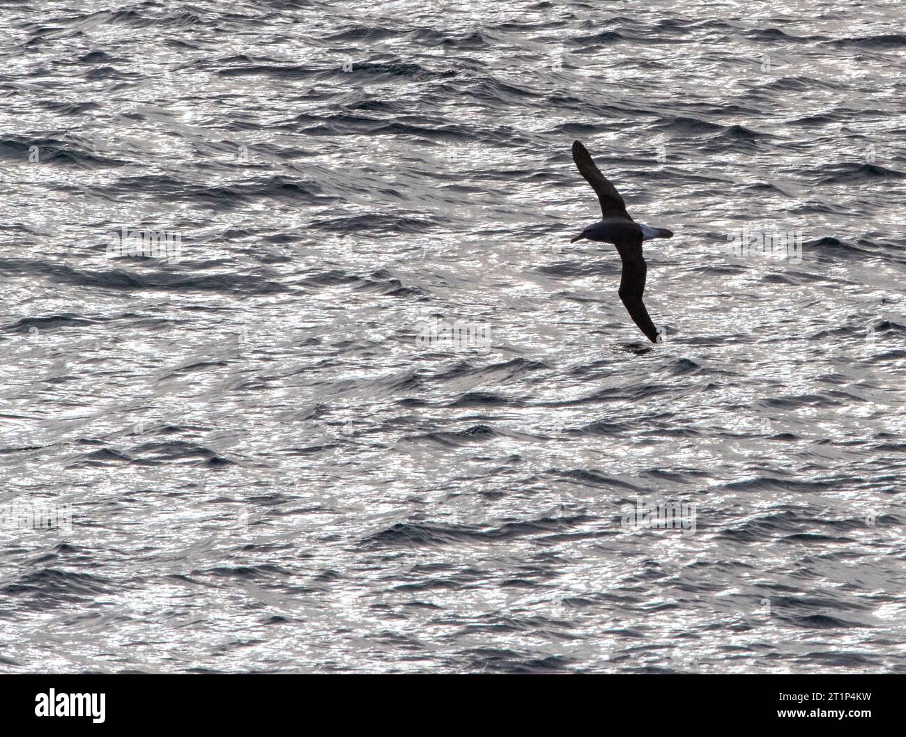 Northern Buller's Albatross, Thalassarche bulleri platei, auf See in Richtung Chatham Islands, Neuseeland. Mit starker Hintergrundbeleuchtung. Stockfoto