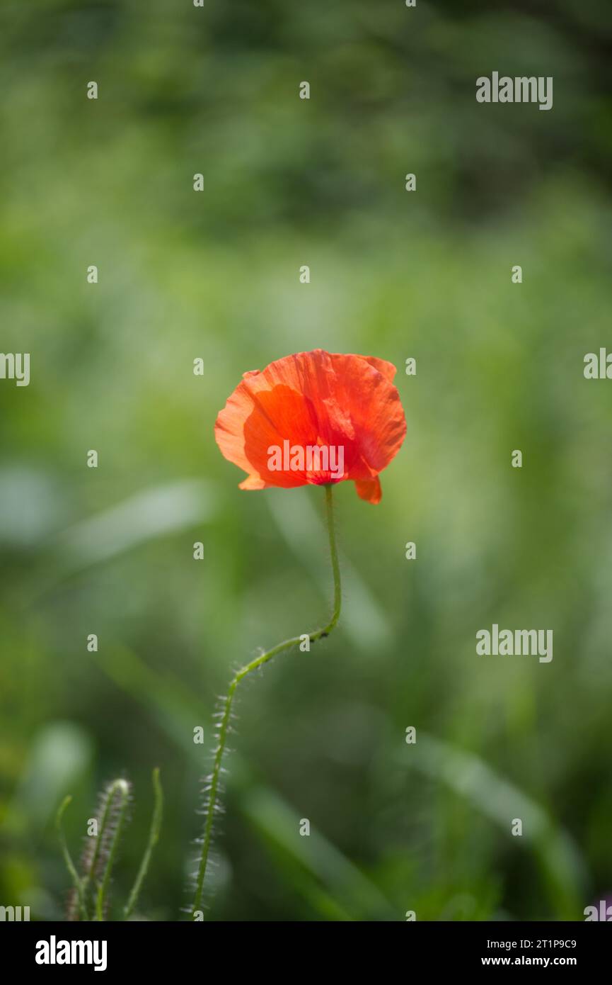 Nahaufnahme einer Mohnblume Stockfoto