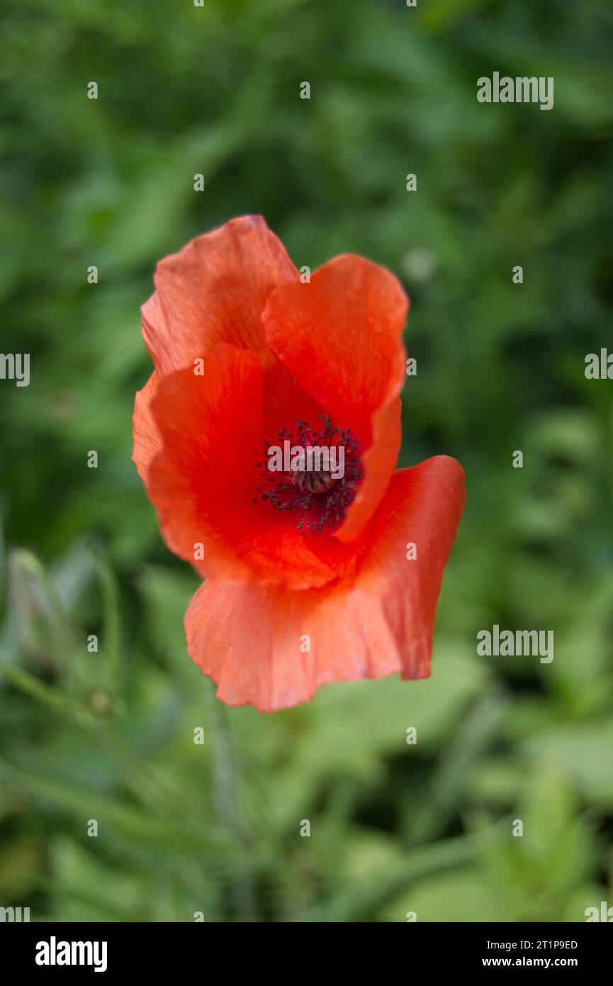 Nahaufnahme einer Mohnblume Stockfoto