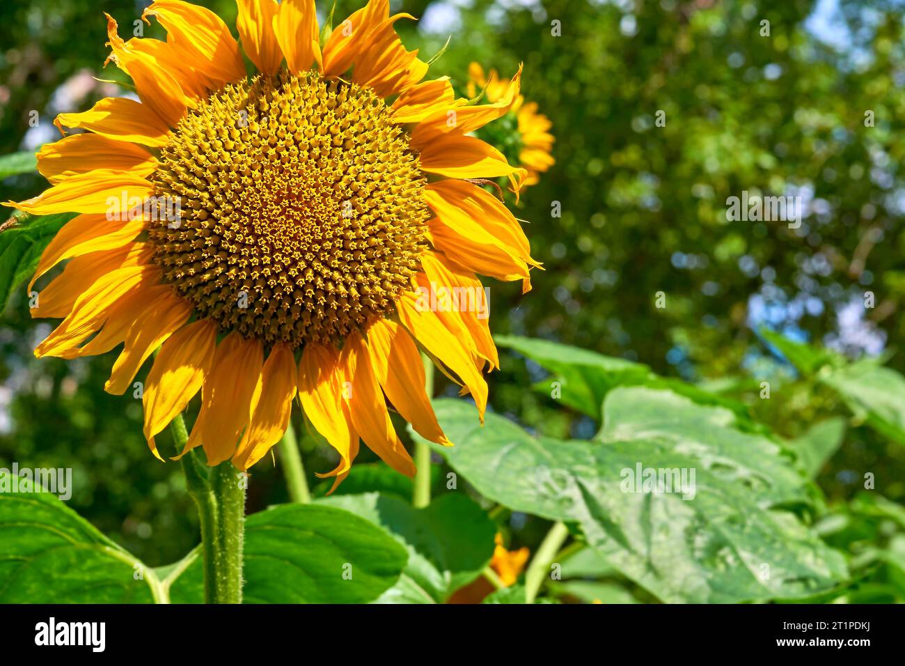 Sonnenblume angebaut, zur Herstellung von Ölen, Margarine, kosmetischen Zusätzen verwendet Stockfoto