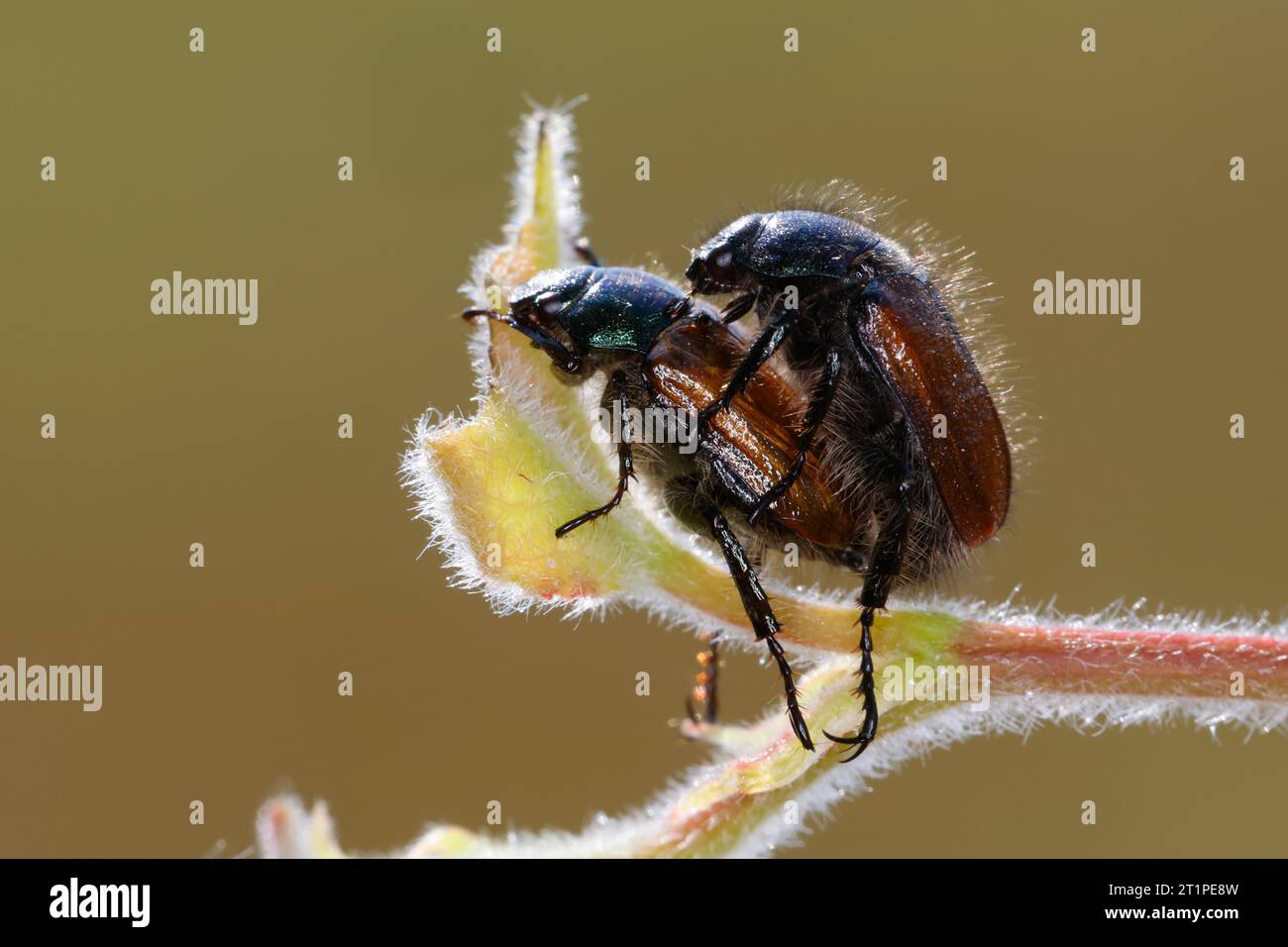 Gartenlaubkäfer, Paarung, Kopulation, Kopula, Pärchen, Paar, Garten-Laubkäfer, Phyllopertha horticola, Phylloperta horticola, Garden chafer, Garden fo Stockfoto