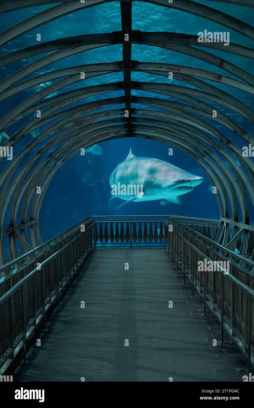 Ein Hai schwimmt heimlich in der Nähe einer Brücke, wunderschöne Unterwasserwelt Stockfoto