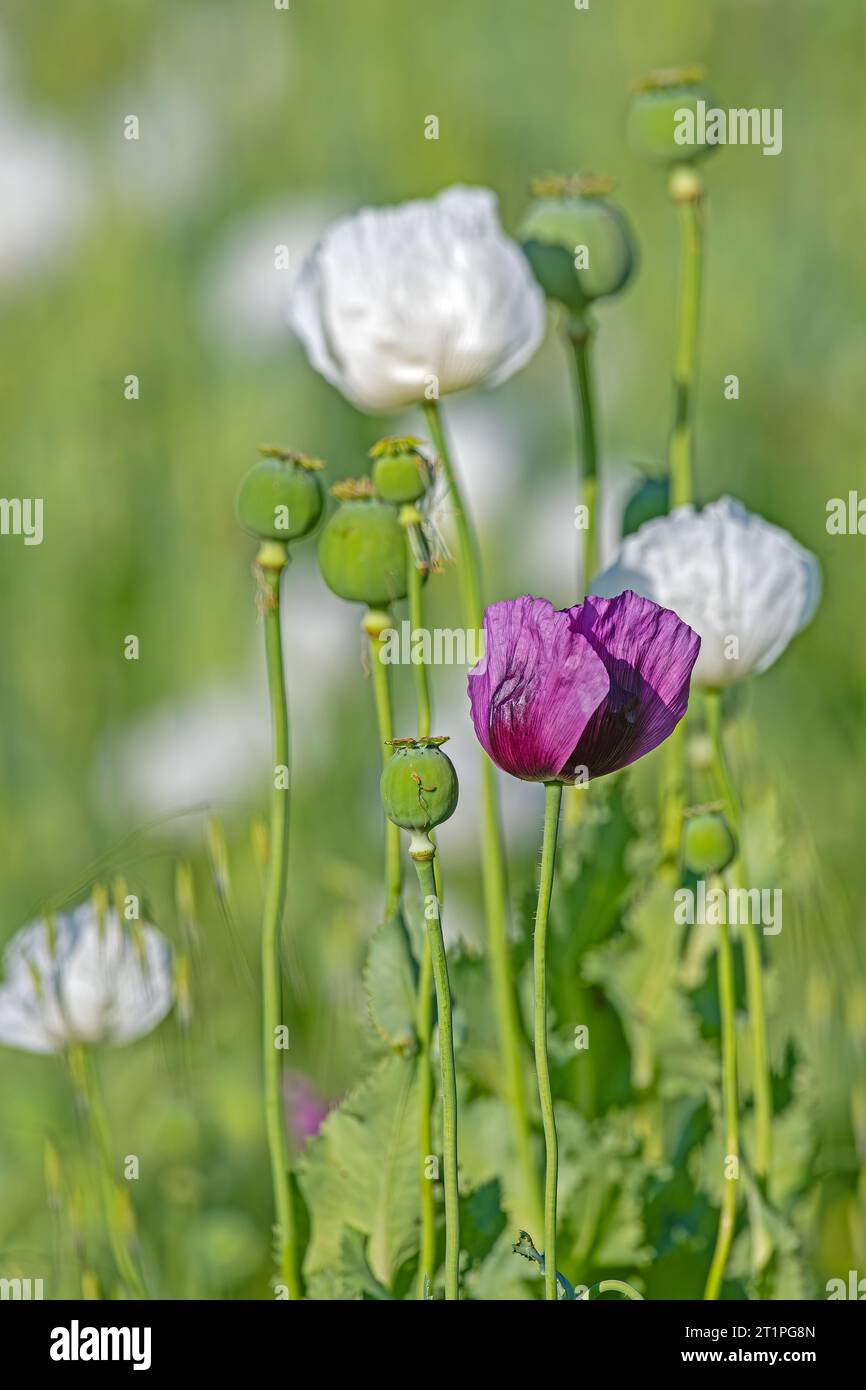 Nahaufnahme lila Mohnblume zwischen weißer Mohnblume. Stockfoto