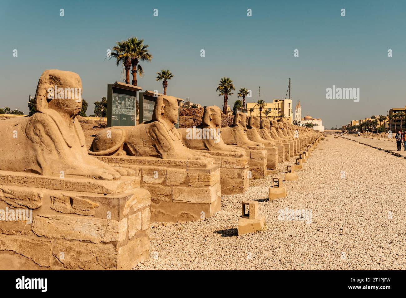 Sphinx Avenue des Luxor-Tempels am Ufer des Nils Ägypten Stockfoto