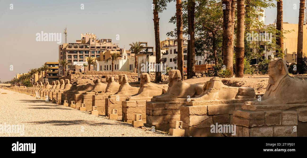 Sphinx Avenue des Luxor-Tempels am Ufer des Nils Ägypten Stockfoto