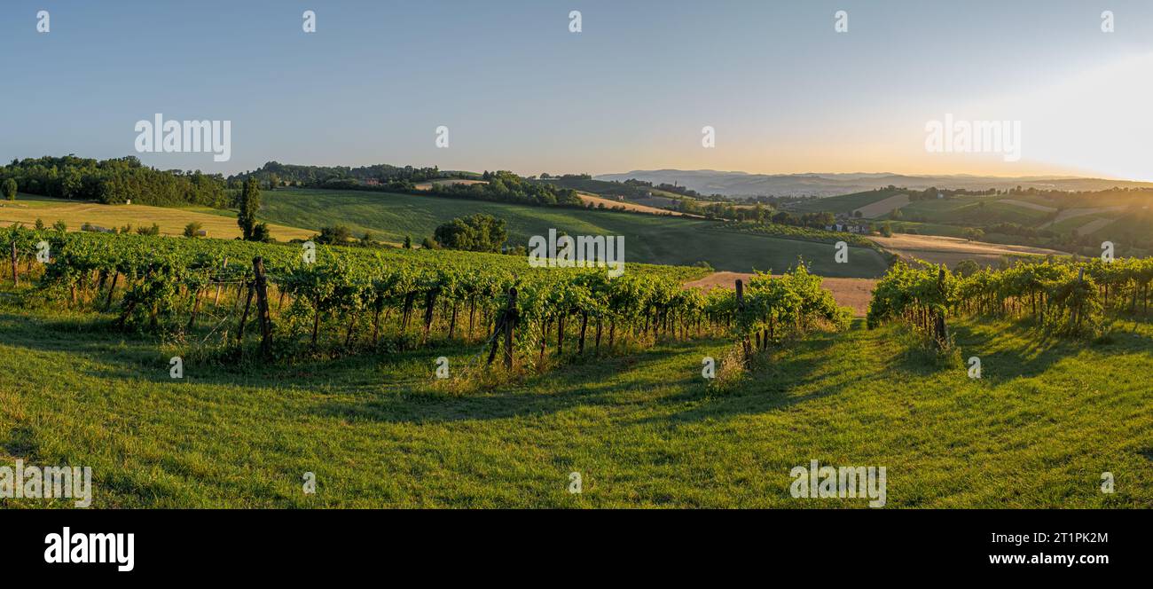 Spätsommersonnenstrahlen auf Weinbergen und Getreidefeldern im Südwesten von Bologna: Geschütztes geografisches Gebiet für typischen Wein Stockfoto