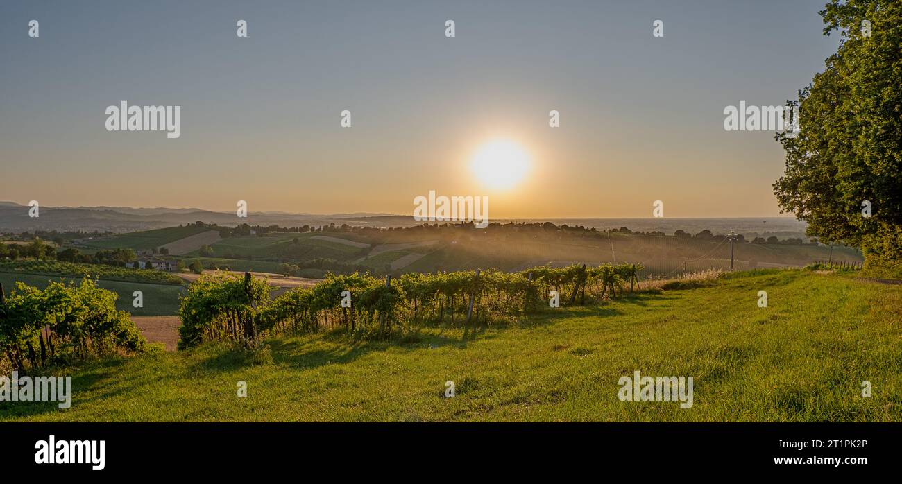 Spätsommer Sonnenschein über Weinbergen im Südwesten von Bologna: Geschütztes geografisches Gebiet für typischen Wein namens "Pignoletto". Bologna pro Stockfoto