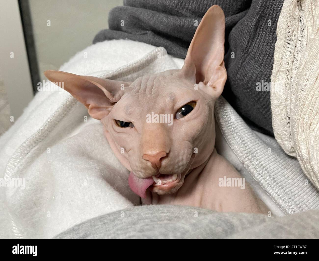 Sphynx сat nach chirurgischer Anästhesie in der Hand des Besitzers in einer Tierklinik Stockfoto