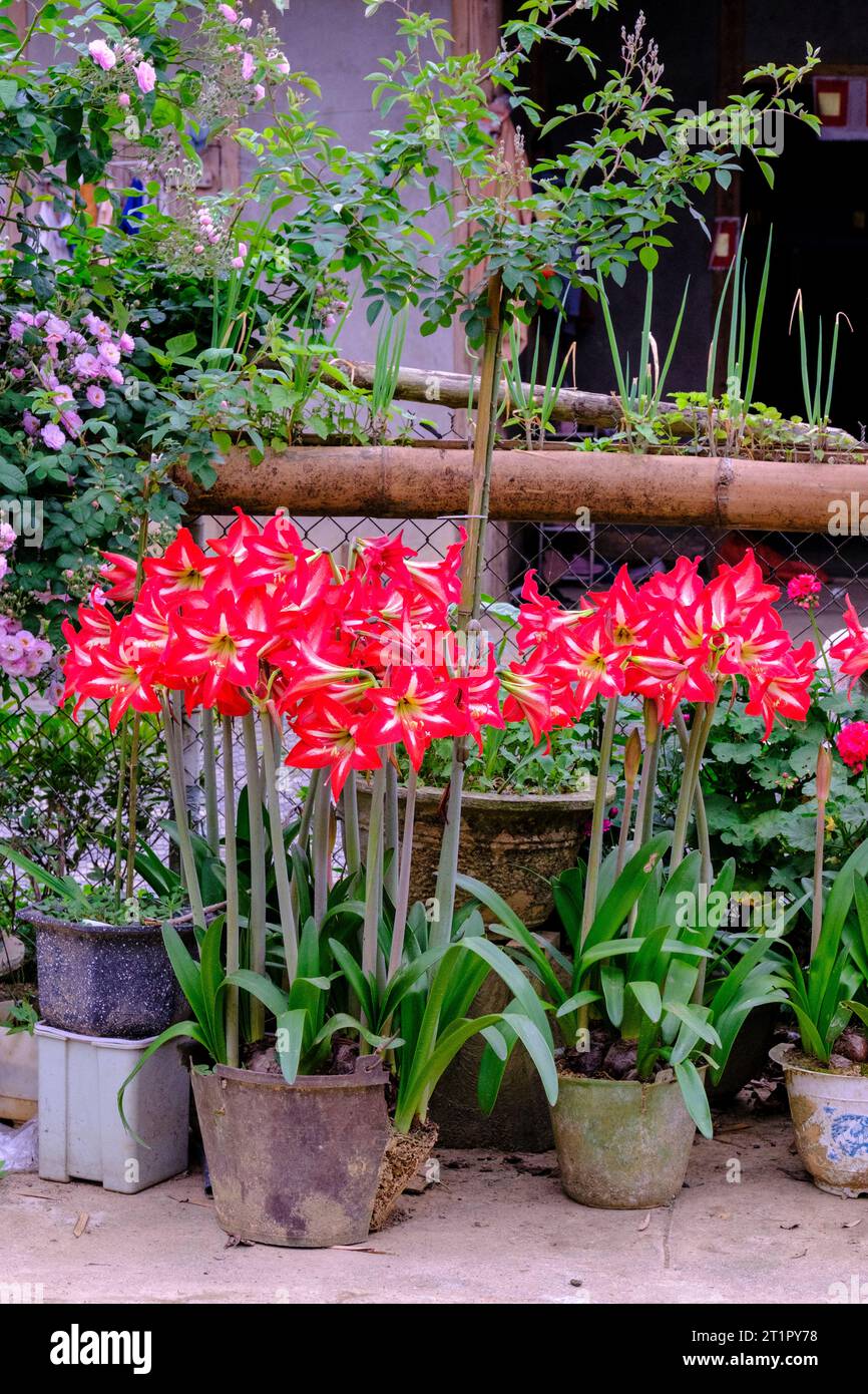 Bac Ha, Vietnam. Blumen vor einem Haus. Provinz Lao Cai. Stockfoto