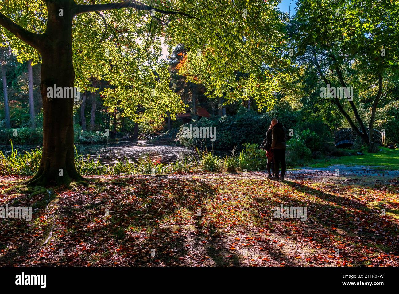 Autumn colours at the Japanese garden and bridge in Tatton Park. Stockfoto