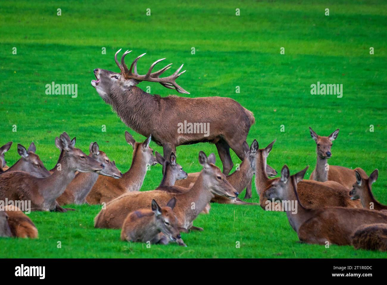 Rothirsch, der in der Furche brüllt, umgeben von Hintern. Stockfoto