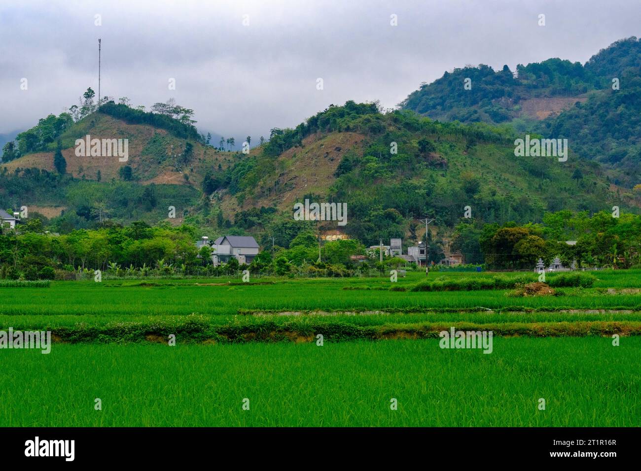 Vietnam, Lao Cai Provinz Rice Paddy und umliegende Hügel. Stockfoto