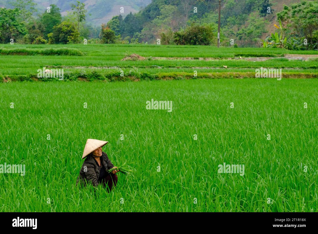 Vietnam, Provinz Lao Cai. Frau, die in ihrem Rice Paddy arbeitet. Stockfoto