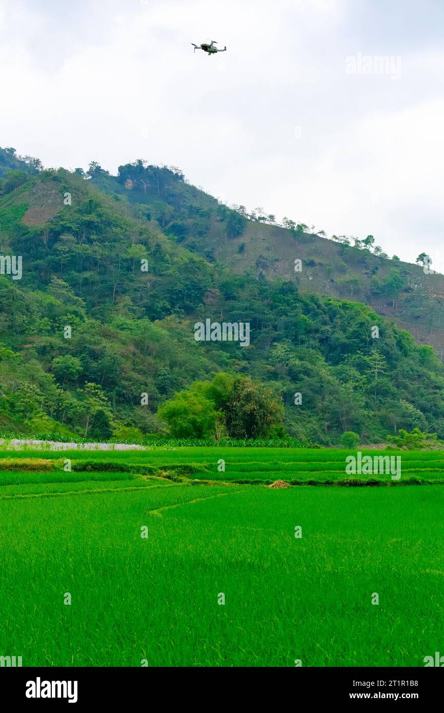 Vietnam, Provinz Lao Cai. Drohne macht Luftfoto von Rice Paddy. Stockfoto