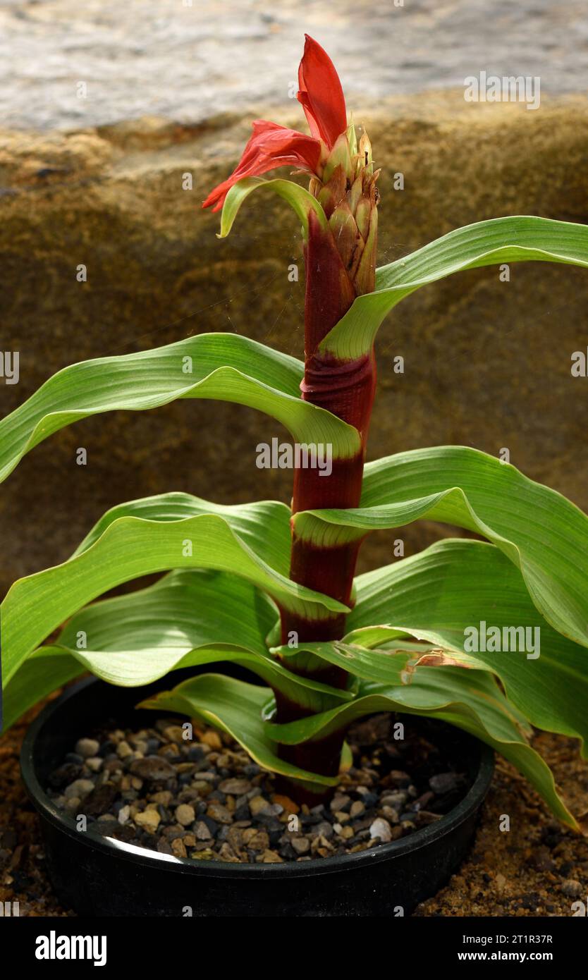 Ein Stamm von Roscoea purpurea Red Gurkha, der in Blüte platzt. Stockfoto