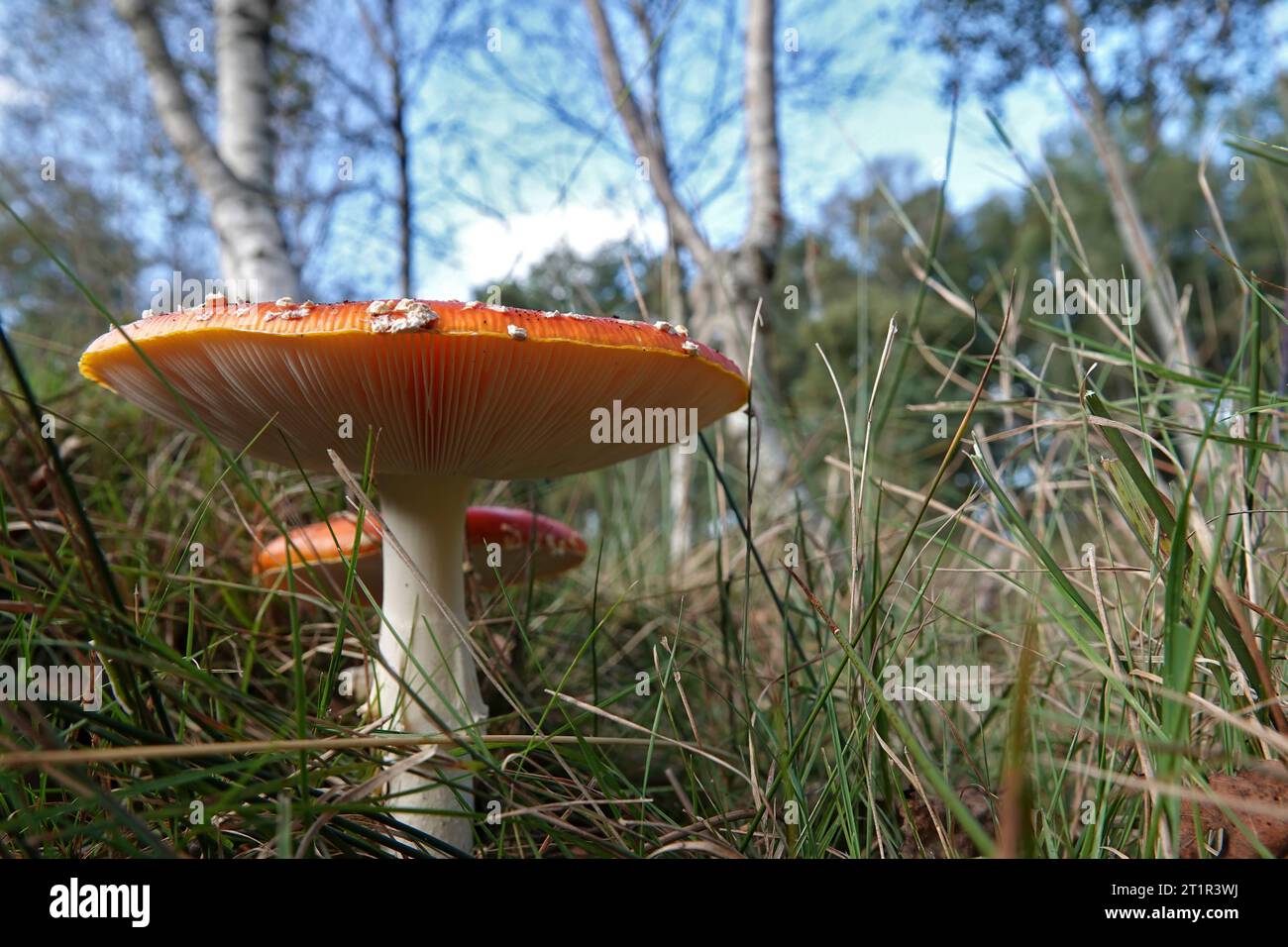 Natürliche Nahaufnahme mit niedrigem Winkel auf der farbenfrohen roten und hochgiftigen Fliegenpilz, Amanita muscaria auf einer Wiese Stockfoto