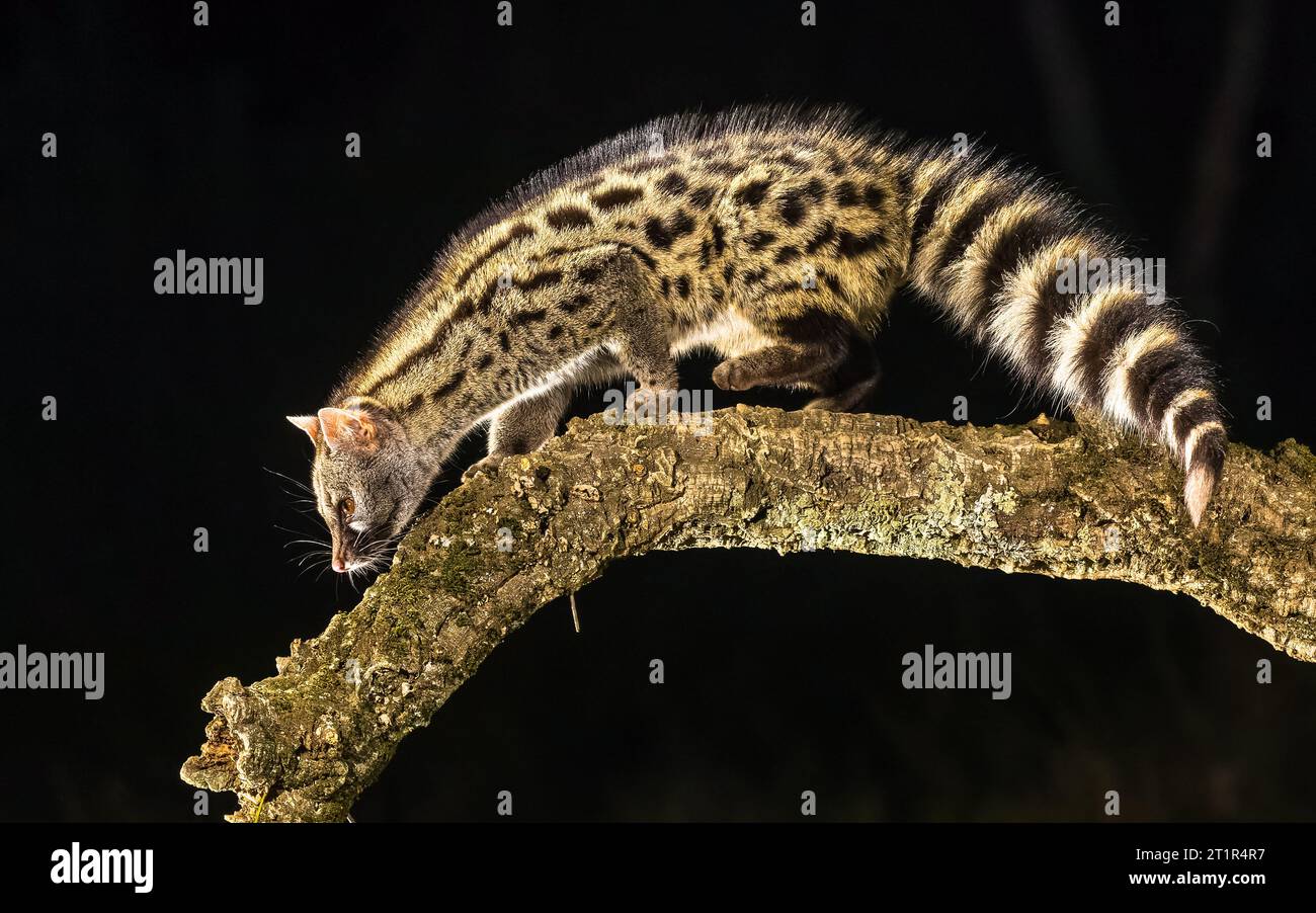 Common Genet (Genetta genetta) auf dem Ast in der Dunkelheit der Nacht. Wildkatzenjagd auf Beute im spanischen Wald. Naturlandschaft in Europa. Stockfoto