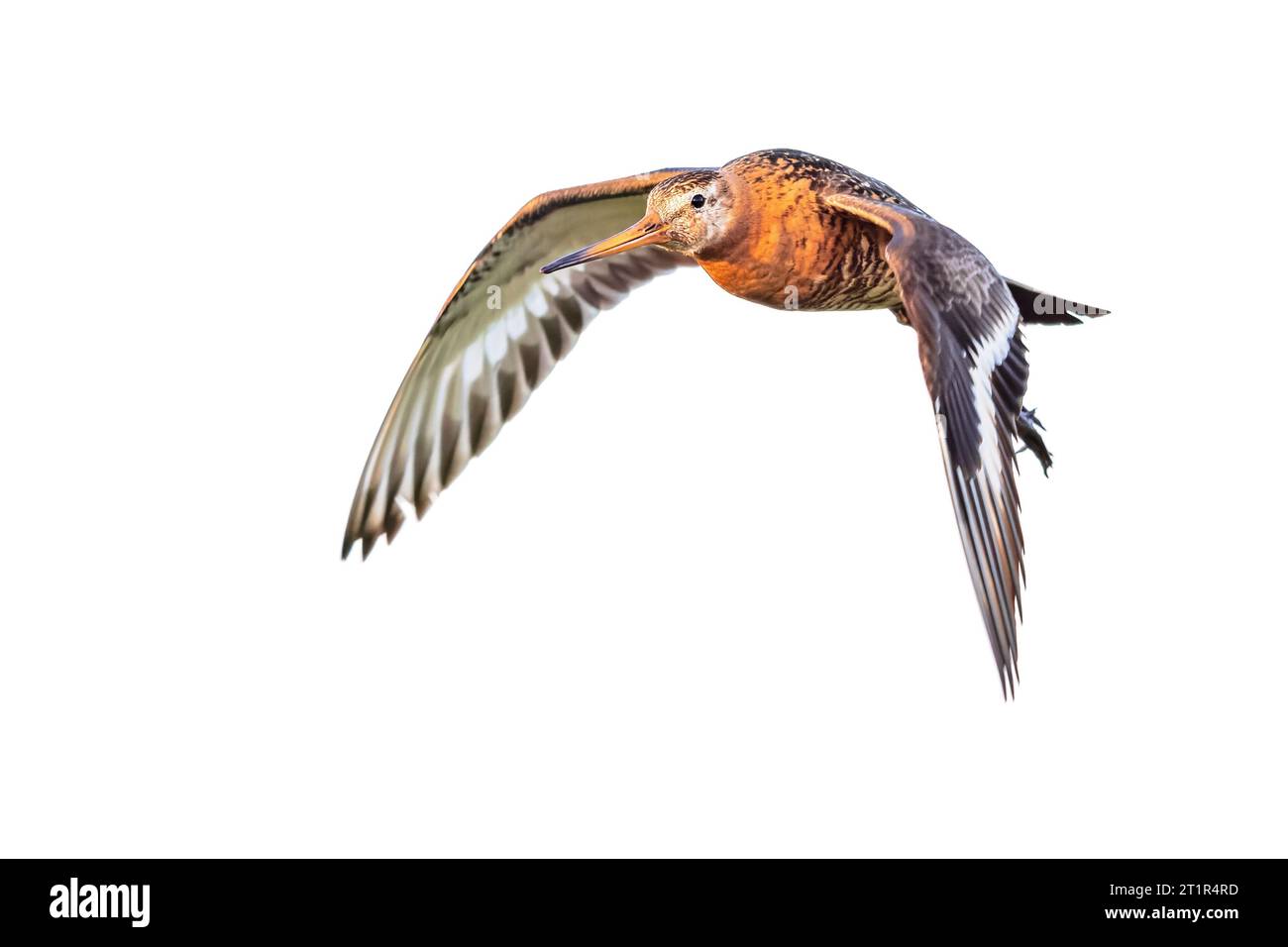Schwarzschwanzpfau (Limosa limosa), isoliert auf weißem Hintergrund. Naturlandschaft in Europa. Stockfoto