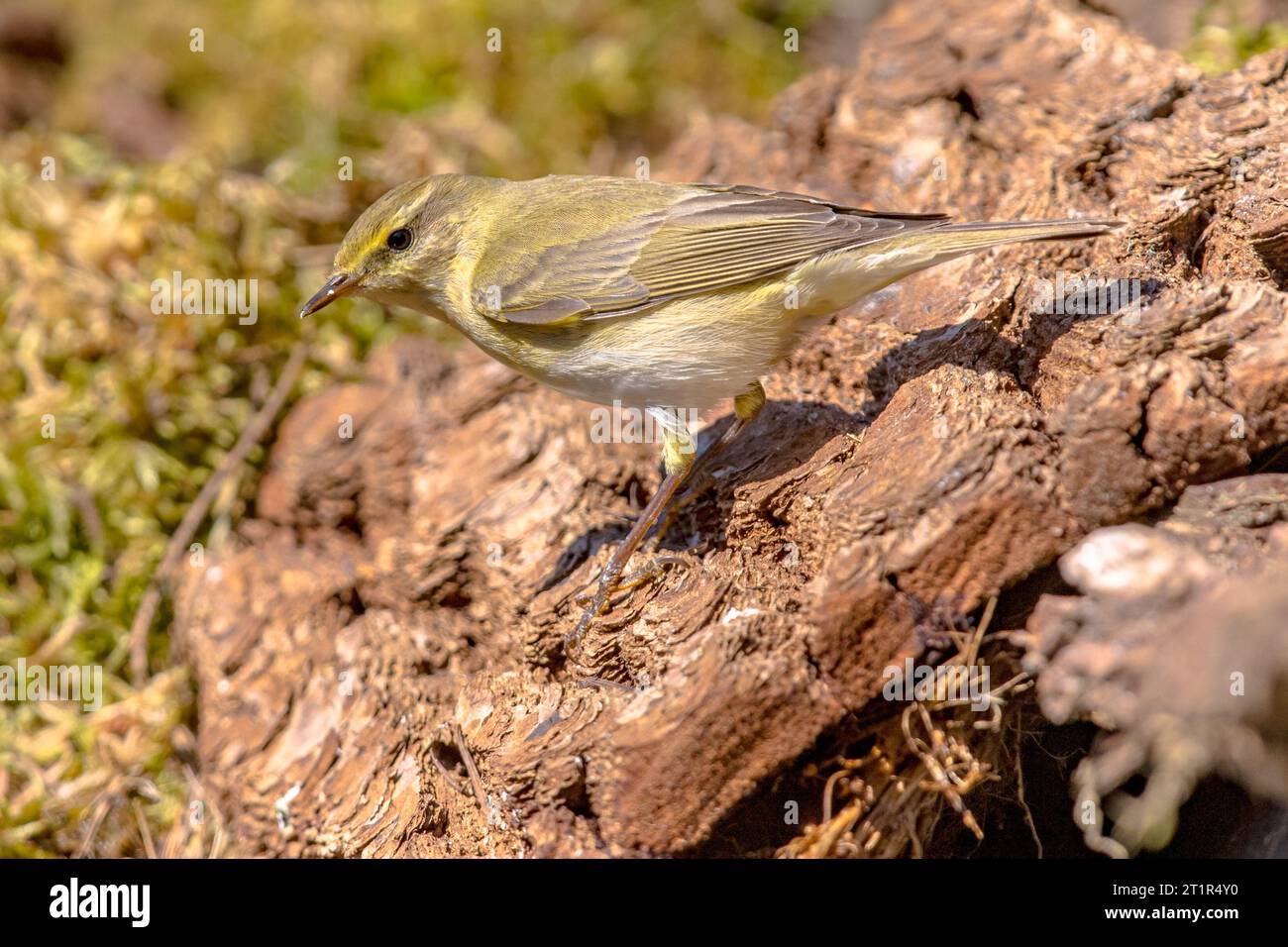 Holzkraut (Phylloscopus sibilatrix) auf einem Baumstamm im Wald. Dieser seltene Vogel ist eine ungewöhnliche Wildtierszene in der Natur. Niederlande Stockfoto