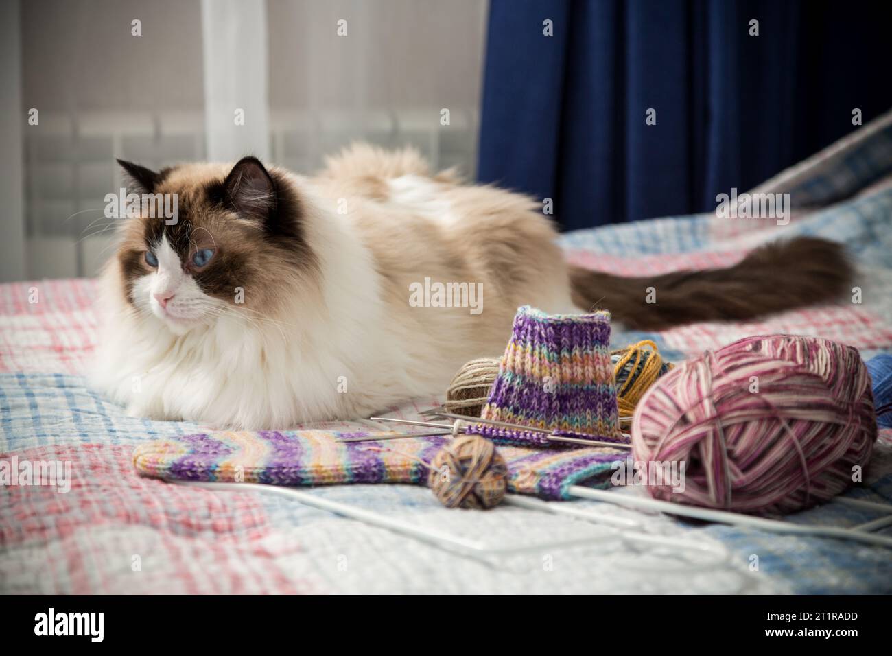 Farbige Fäden, Stricknadeln und andere Artikel zum Handstricken und eine süße Hauskatze Ragdoll auf dem Bett. Stockfoto