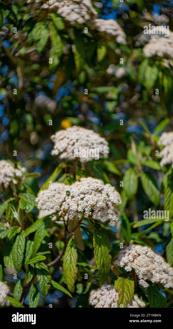 Weiße Blüten im Garten blühen und werden von Insekten bestäubt Stockfoto