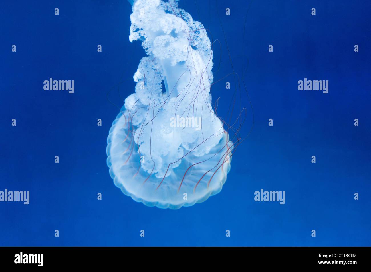 Seekessel Qualle (Chrysaora quinquecirrha), eine häufige Qualle im Atlantik. Stockfoto