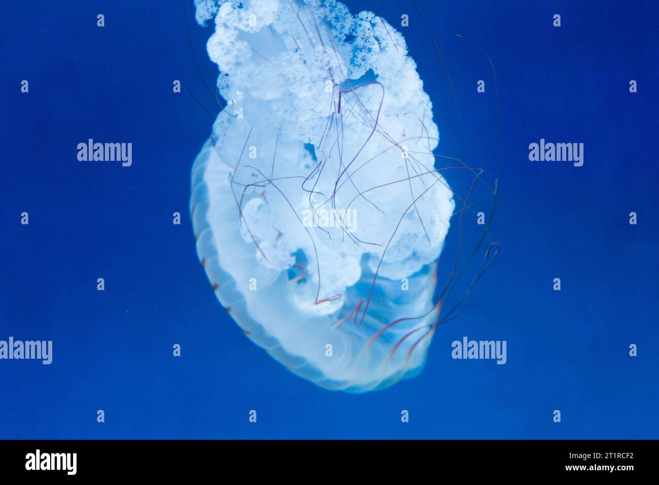 Seekessel Qualle (Chrysaora quinquecirrha), eine häufige Qualle im Atlantik. Stockfoto