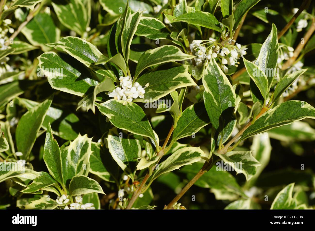 Großstrauch False stechpalme (Osmanthus heterophyllus 'Goshiki') mit kleinen, weißen Blüten. Familie Oleaceae. Herbst, Oktober. Holländischer Garten Stockfoto