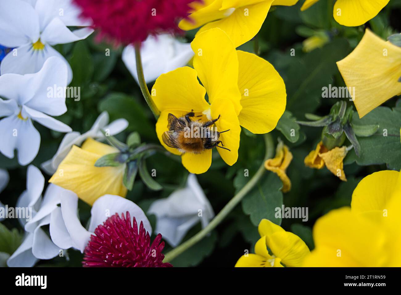 Insekt auf gelber Blume Stockfoto