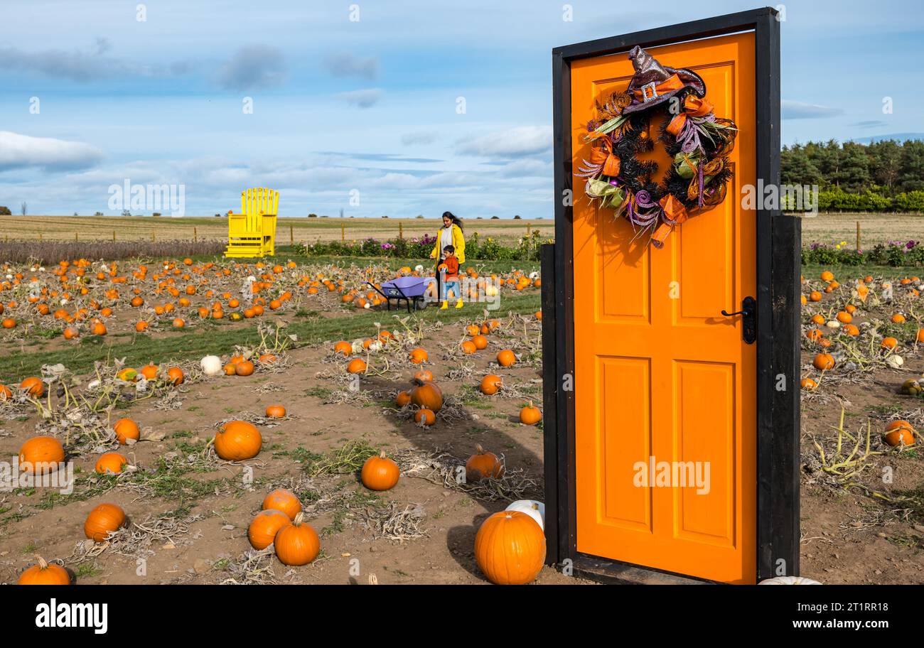 Kilduff Farm, East Lothian, Schottland, Großbritannien, 15. Oktober 2023. Kürbis Patch Festival: Das beliebte Kürbis Patch wird an diesem Wochenende eröffnet, wo Besucher die kulinarischen Kürbisse und Halloween bei sonnigem Wetter genießen. Im Bild: Eine skurrile orange lackierte Tür auf dem Feld. Quelle: Sally Anderson/Alamy Live News Stockfoto