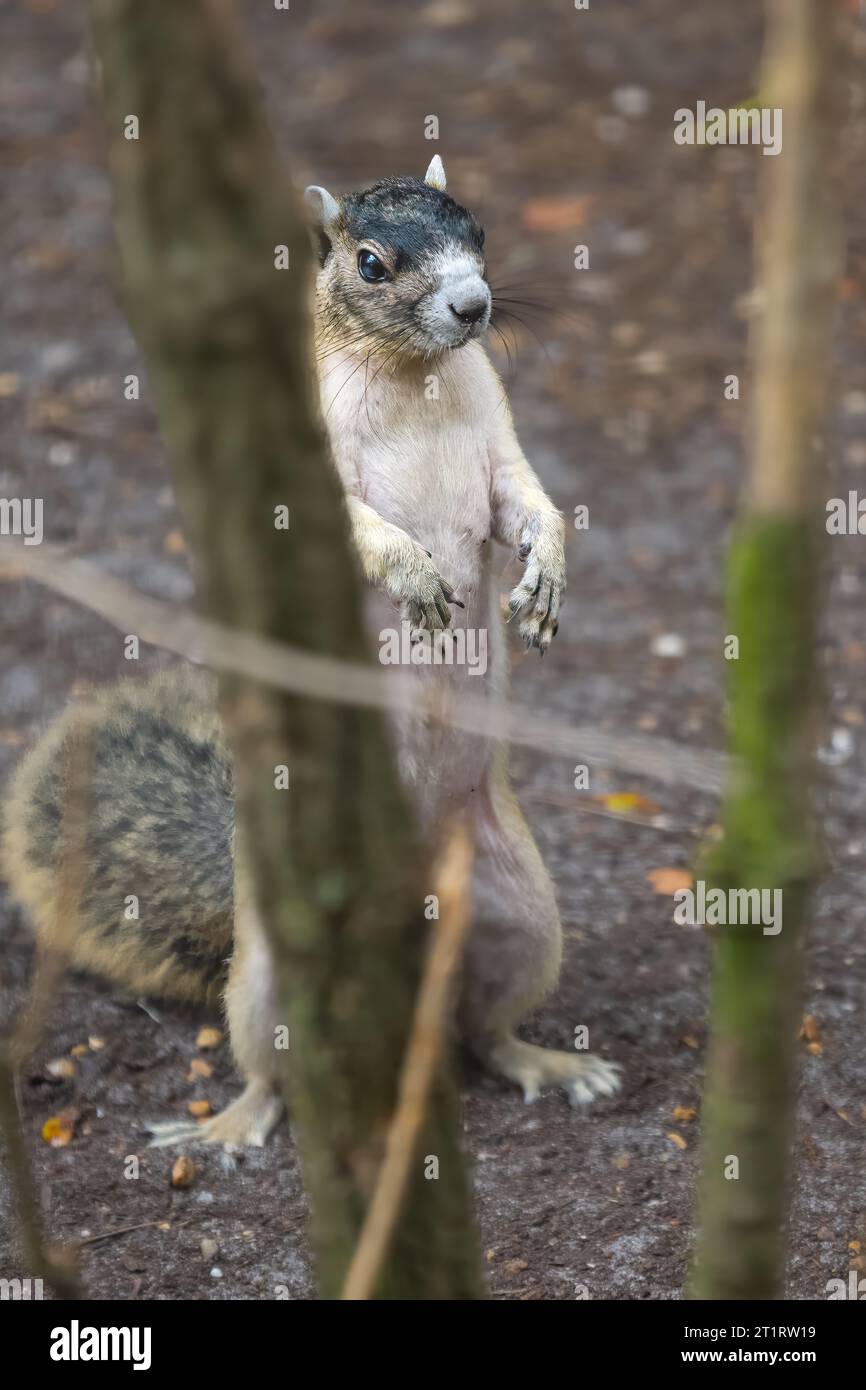 shermans Fuchshörnchen steht auf Hinterbeinen Stockfoto