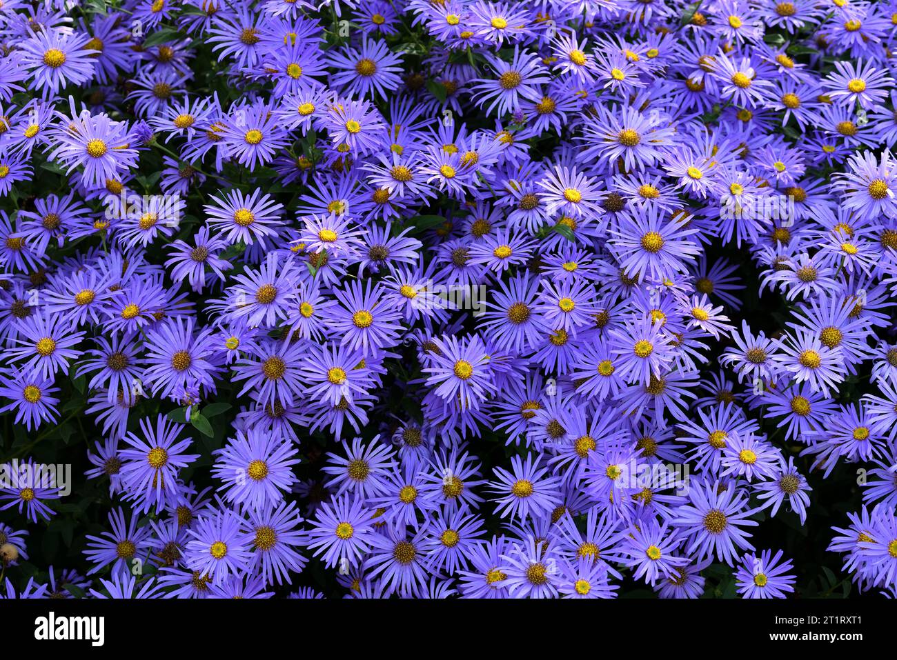 Ein Klumpen lila Asterblüten. Stockfoto