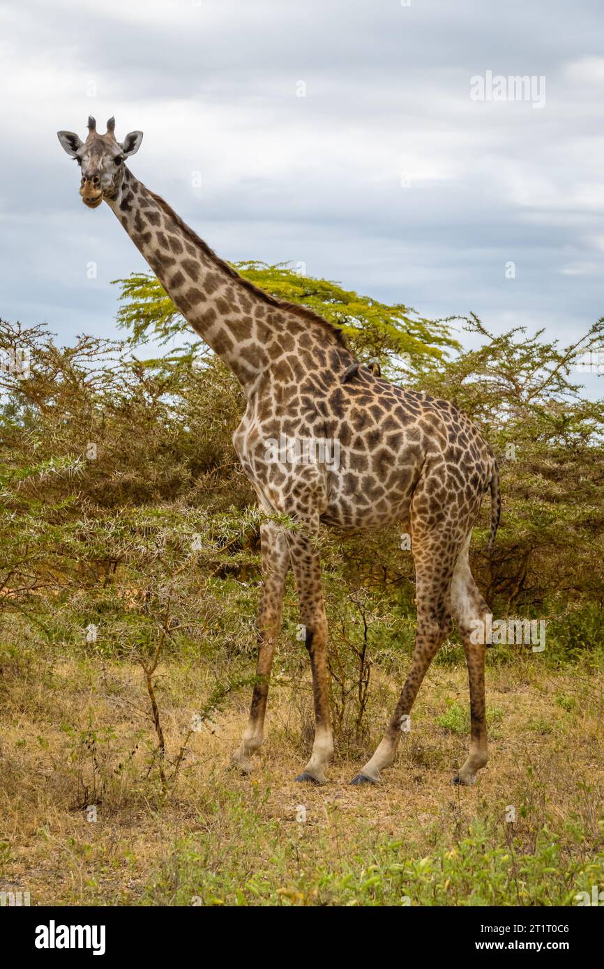 Vertikales Foto einer Giraffe, die in der Wildnis steht Stockfoto
