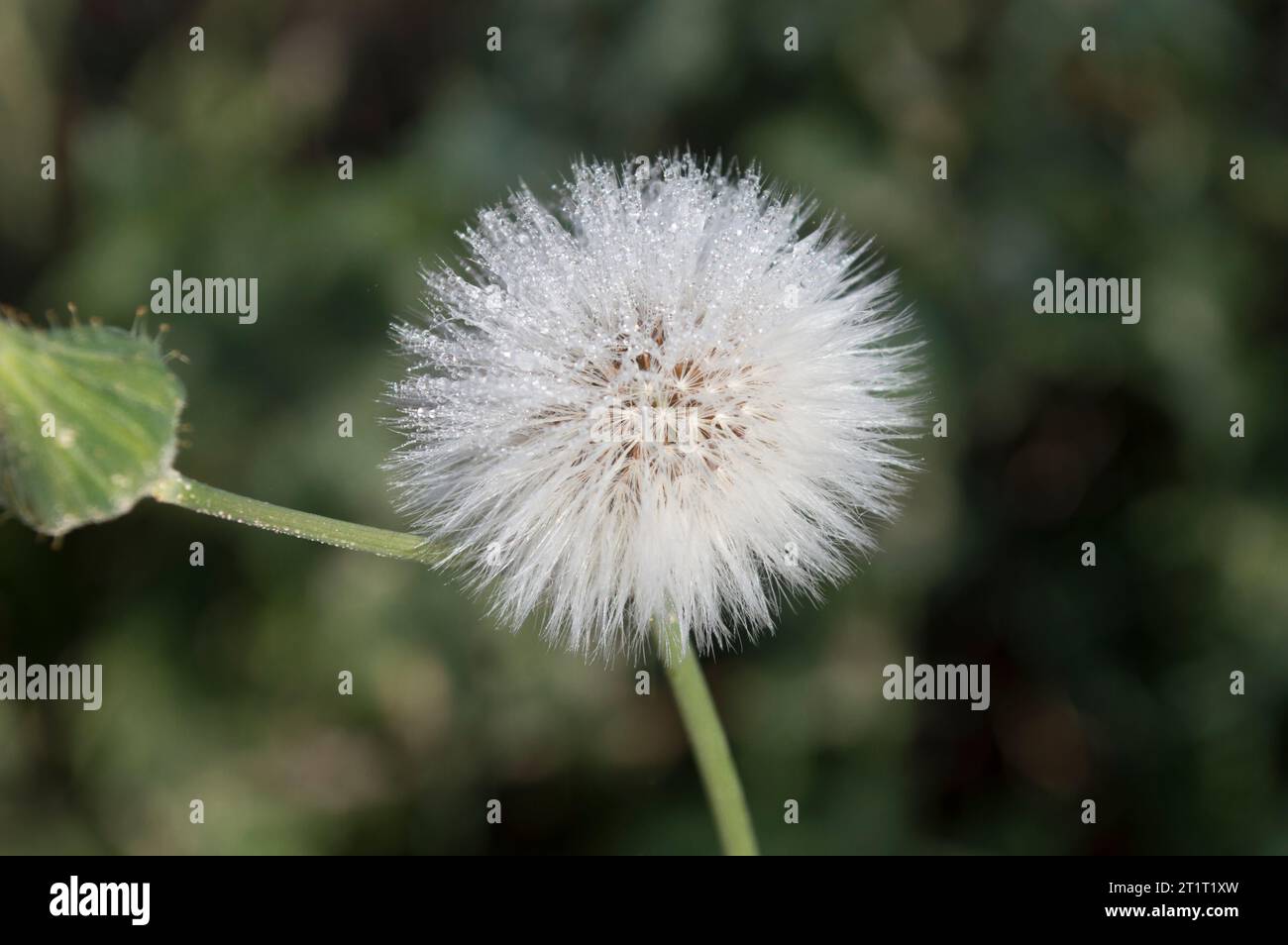 Pelusita, diente de León seca Stockfoto